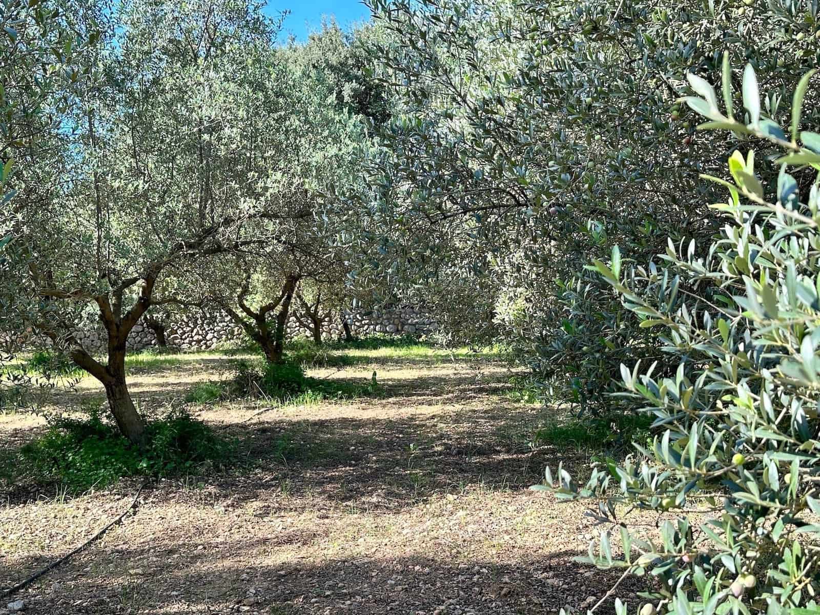 4 makuuhuone Huvila myytävänä paikassa Selva mukana uima-altaan 
autotalli - 2 500 000 € (Ref: 9353200)