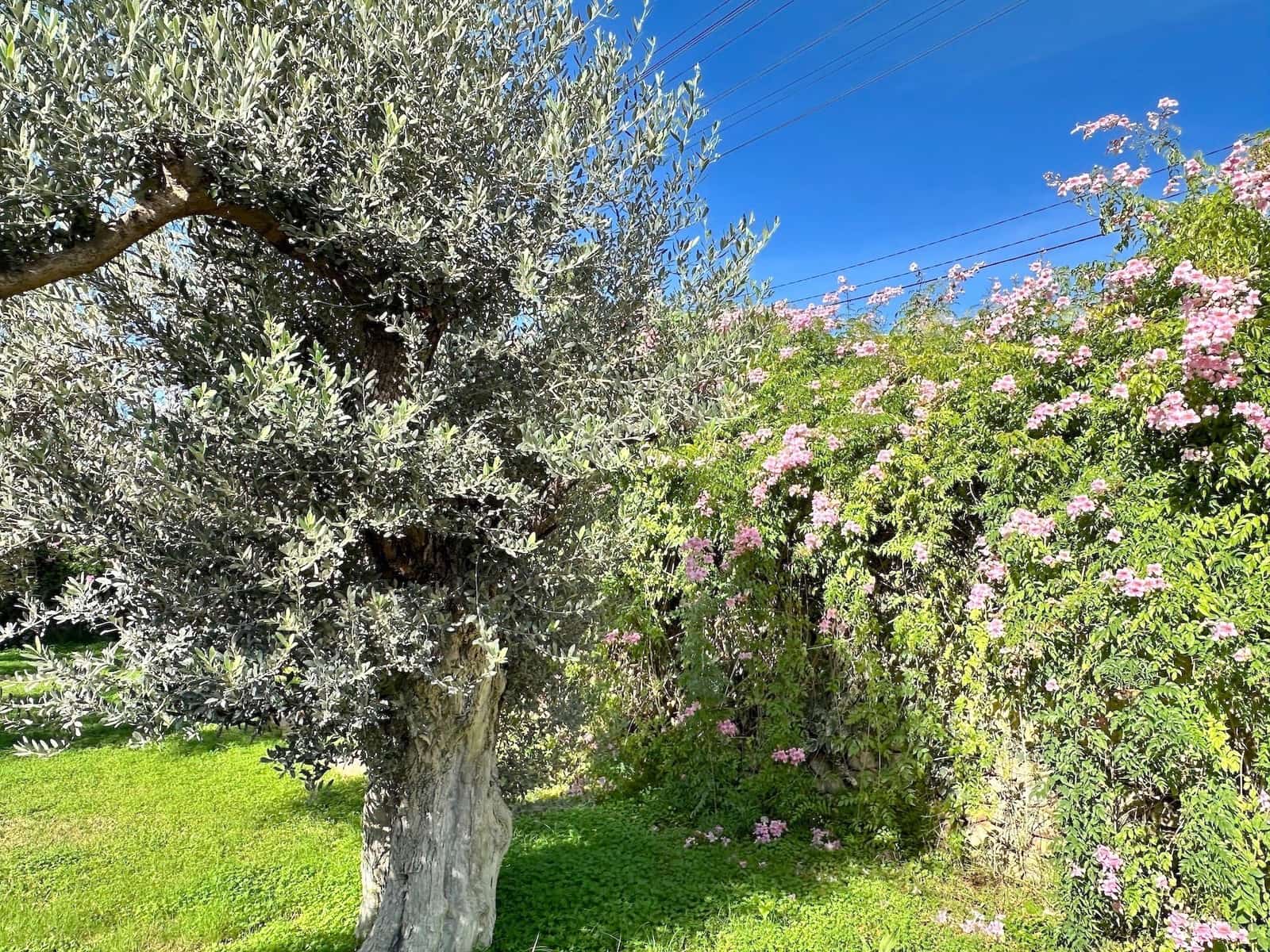 4 makuuhuone Huvila myytävänä paikassa Selva mukana uima-altaan 
autotalli - 2 500 000 € (Ref: 9353200)