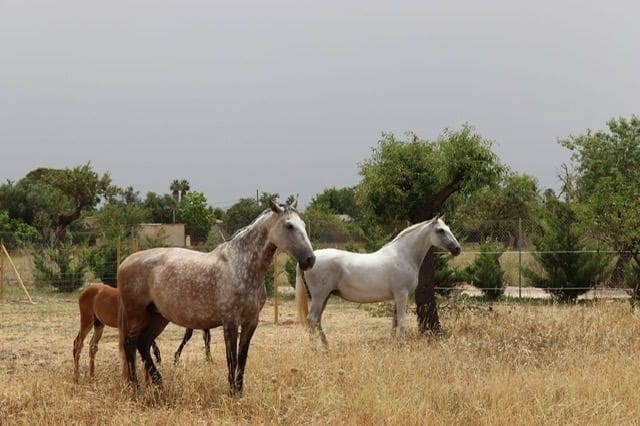 5 makuuhuone Huvila myytävänä paikassa Marratxi mukana uima-altaan 
autotalli - 3 200 000 € (Ref: 9366985)