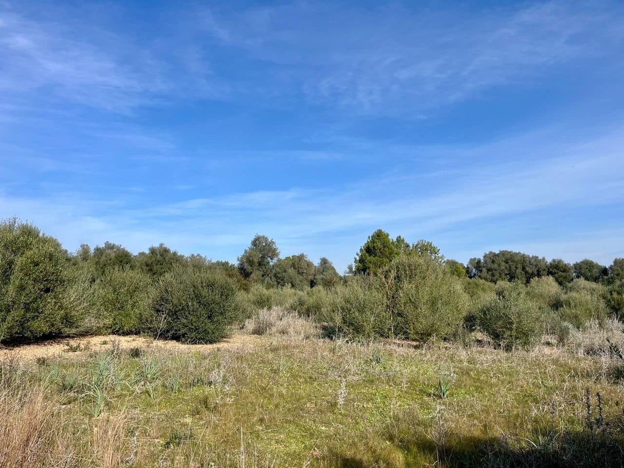 Landgrundstück zu verkaufen in Sencelles - 249.000 € (Ref: 9520605)