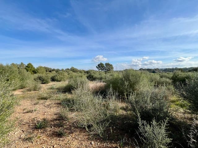 Undeveloped Land for sale in Sencelles - € 249,000 (Ref: 9520605)