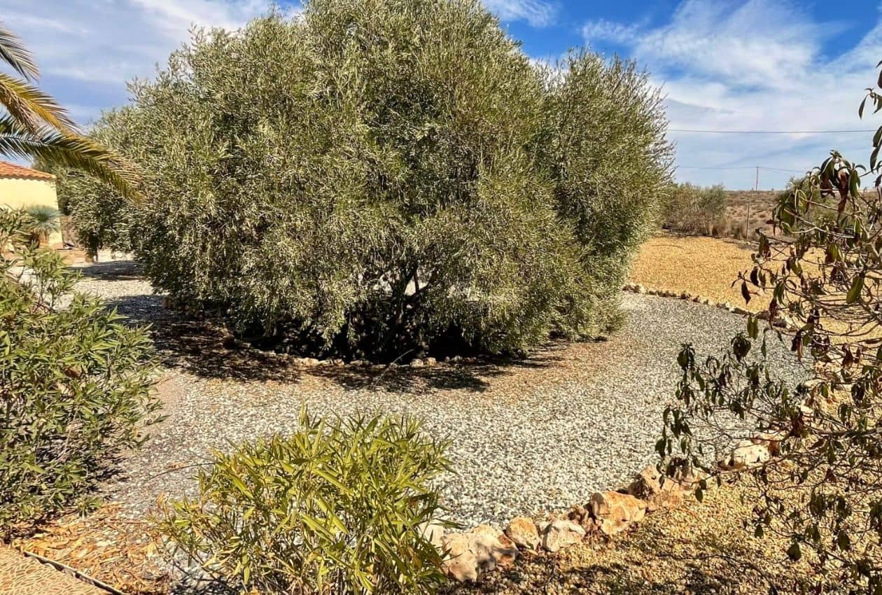 3 soverom Villa til salgs i Albox med svømmebasseng - € 234 000 (Ref: 8886886)