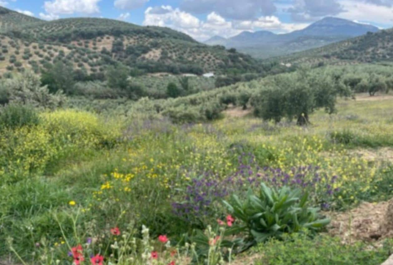 4 soveværelse Finca/Landehus til salg i Castillo de Locubin - € 375.000 (Ref: 8906236)