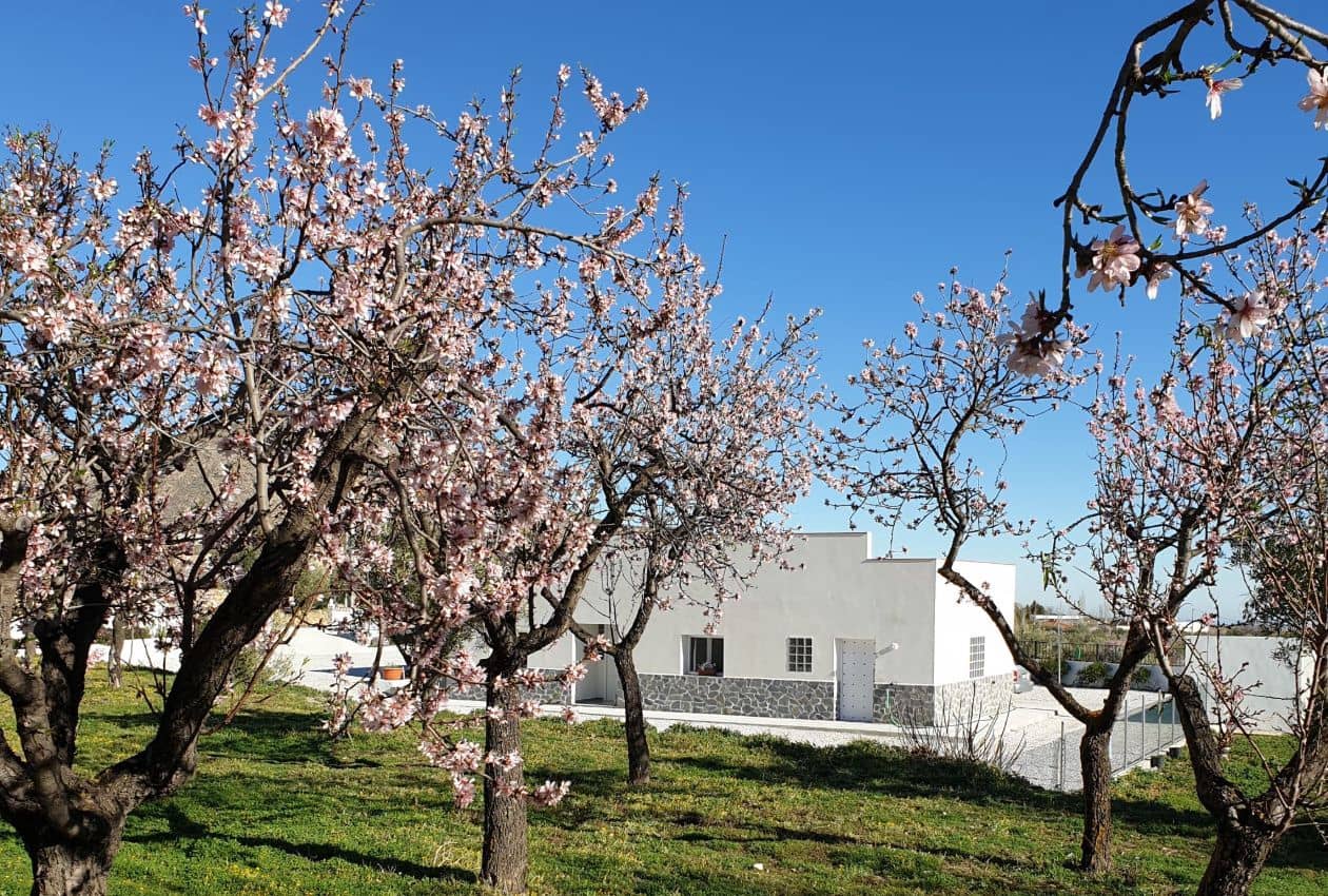 3 soveværelse Villa til salg i Oria - € 198.950 (Ref: 9207753)