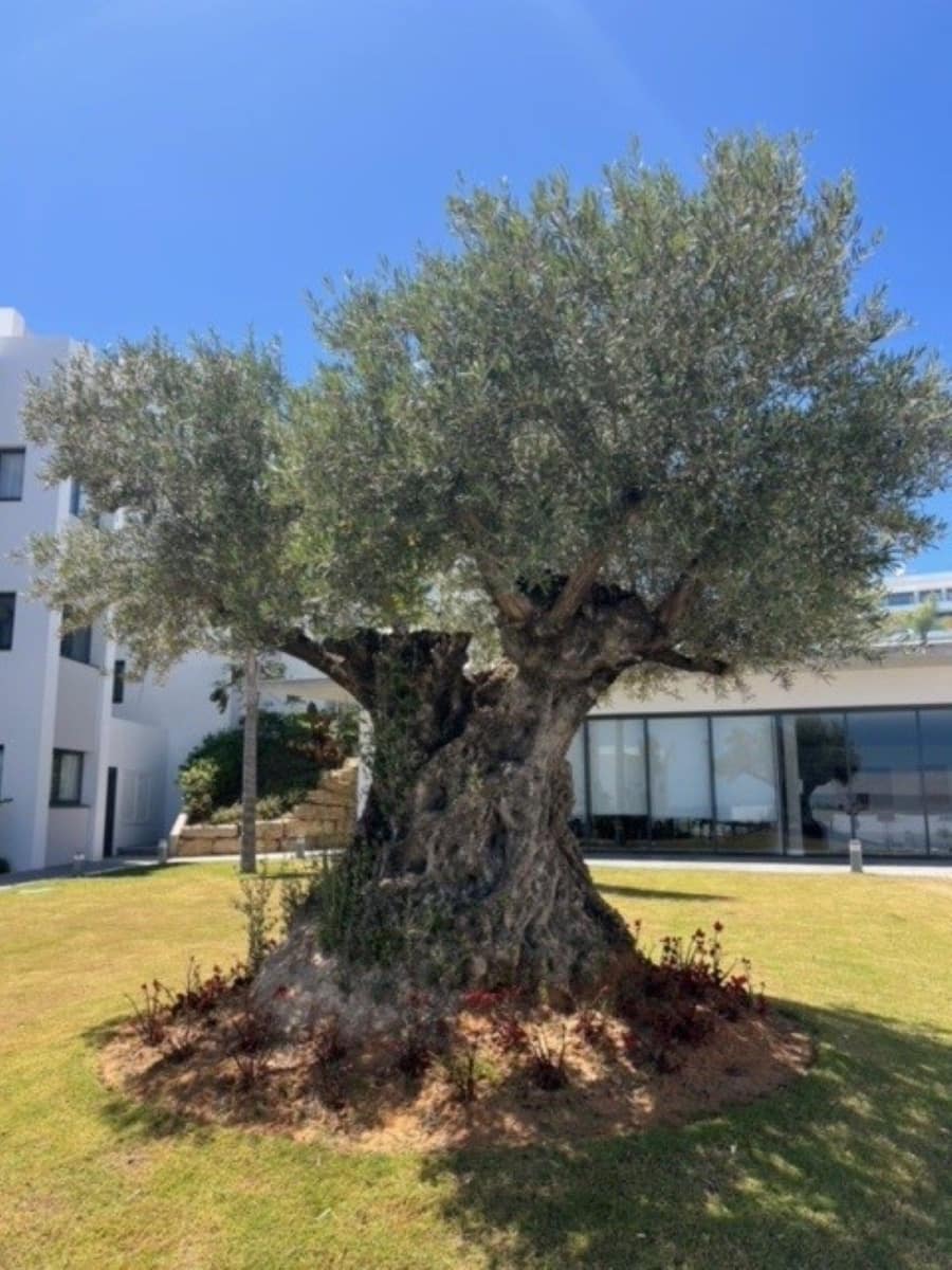 3 sovrum Lägenhet för semesterbostäder i Manilva med pool garage - 945 € (Ref: 8406384)