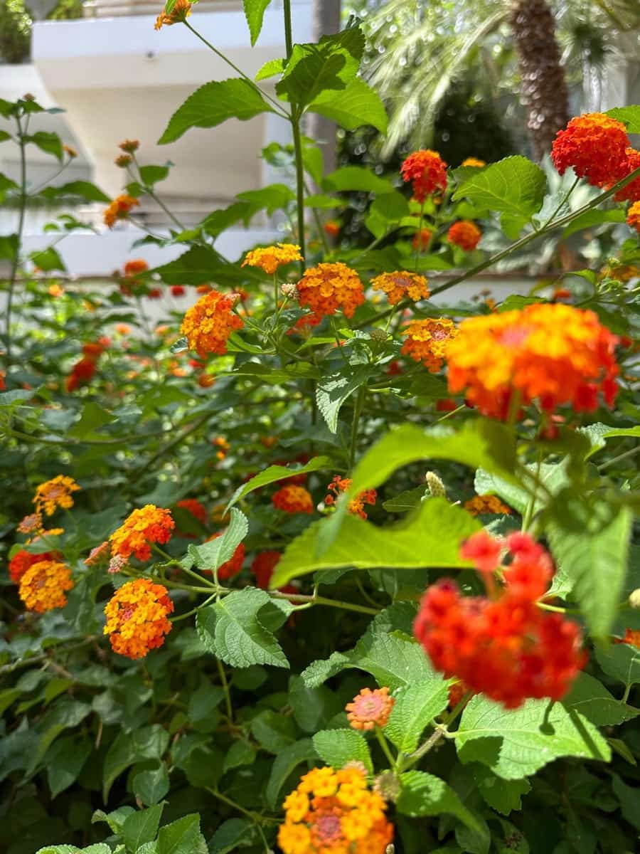 3 slaapkamer Appartement te huur in Guadalmina met zwembad garage - € 2.000 (Ref: 9238734)