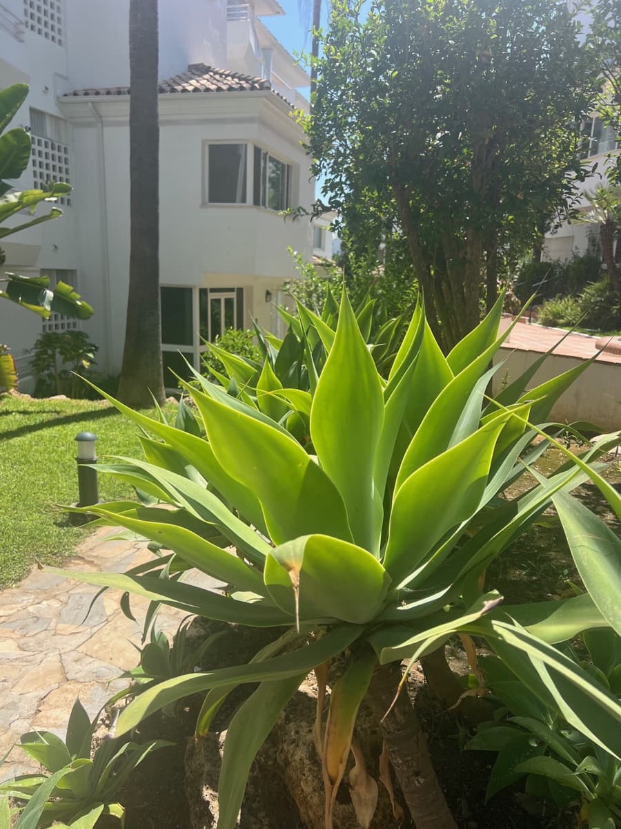 3 slaapkamer Appartement te huur in Guadalmina met zwembad garage - € 2.000 (Ref: 9238734)