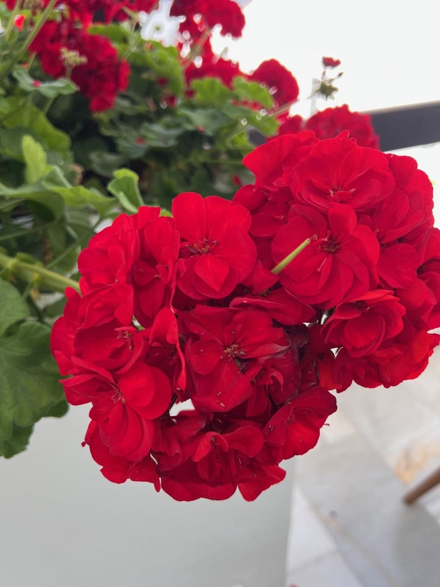 2 quarto Penthouse para arrendar em Bel-Air com piscina garagem - 1 900 € (Ref: 9503591)