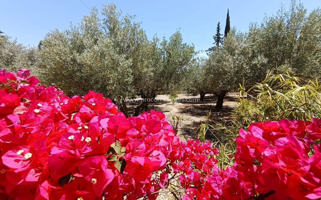 3 slaapkamer Finca/Landhuis te koop in Albatera met zwembad - € 330.000 (Ref: 9503060)