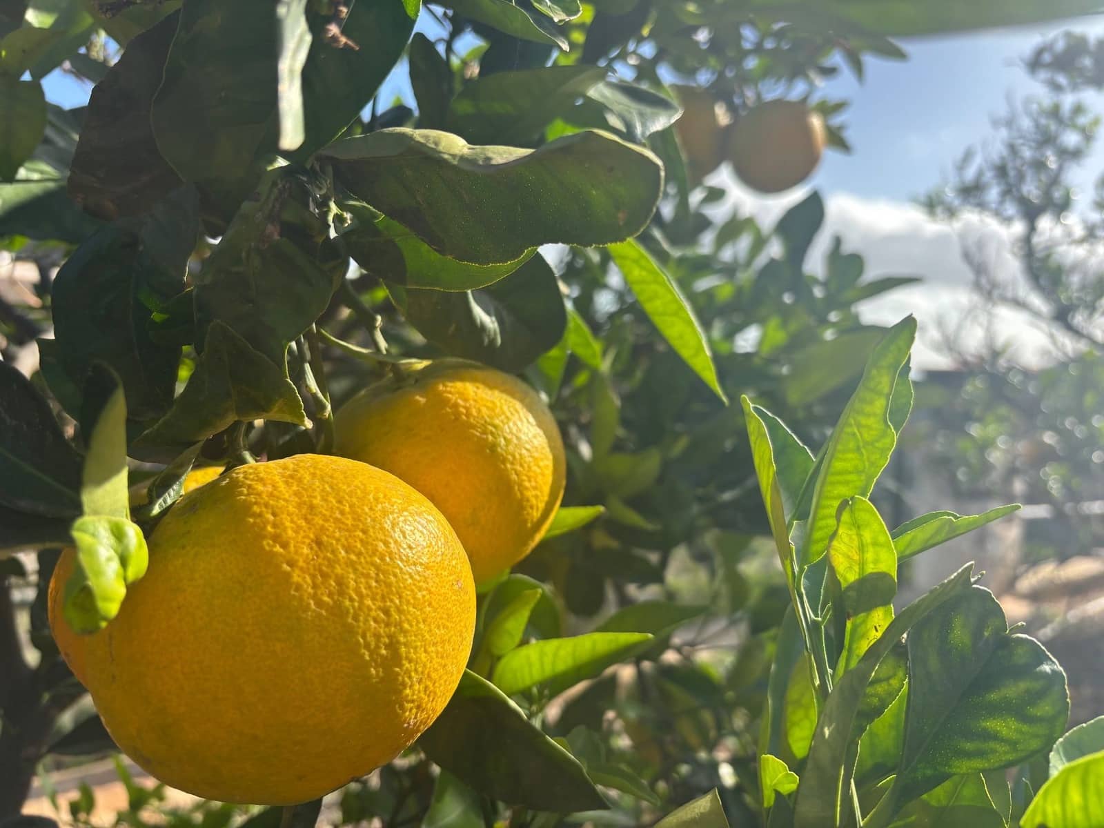 4 sovrum Finca/Hus på landet till salu i Telde med garage - 5 450 000 € (Ref: 9378696)