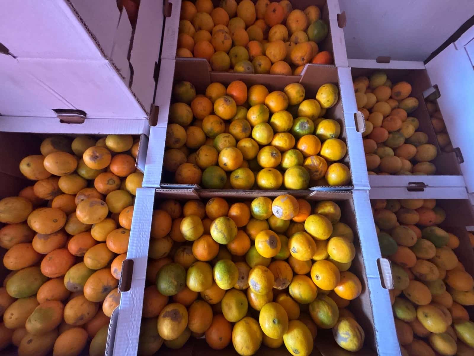 4 sovrum Finca/Hus på landet till salu i Telde med garage - 5 450 000 € (Ref: 9378696)