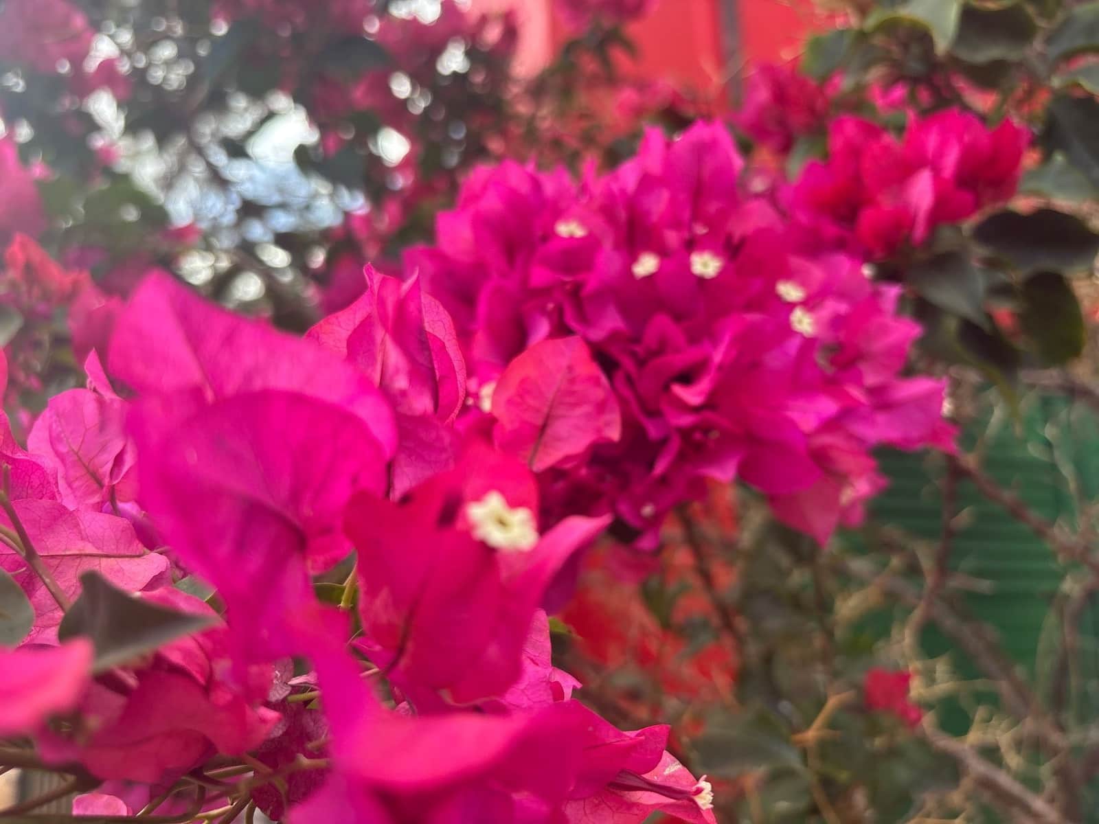 4 sovrum Finca/Hus på landet till salu i Telde med garage - 5 450 000 € (Ref: 9378696)