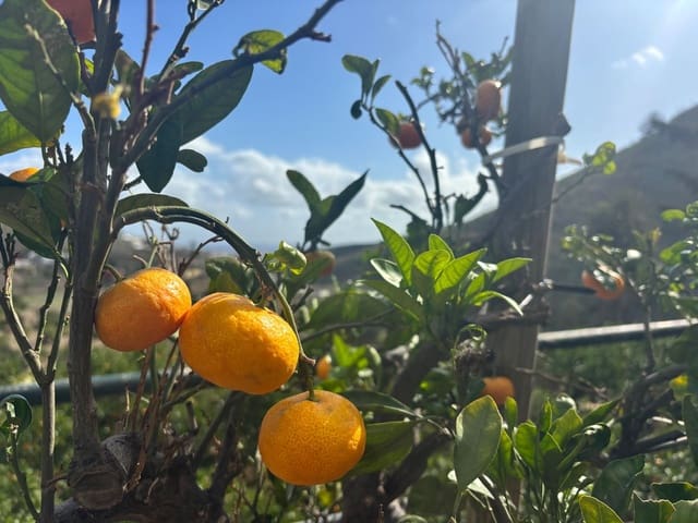 4 bedroom Finca/Country House for sale in Telde with garage - € 5,450,000 (Ref: 9378696)