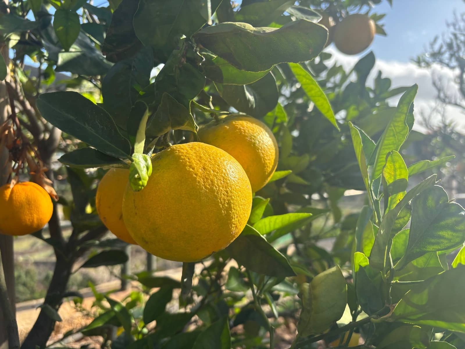 4 sovrum Finca/Hus på landet till salu i Telde med garage - 5 450 000 € (Ref: 9378696)