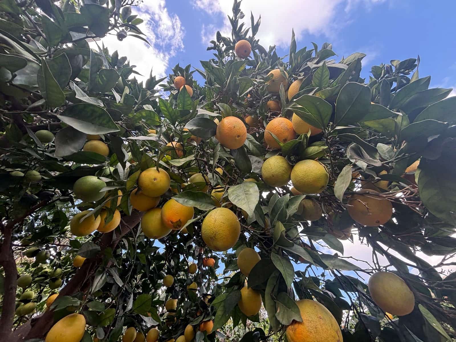 4 sovrum Finca/Hus på landet till salu i Telde med garage - 5 450 000 € (Ref: 9378696)