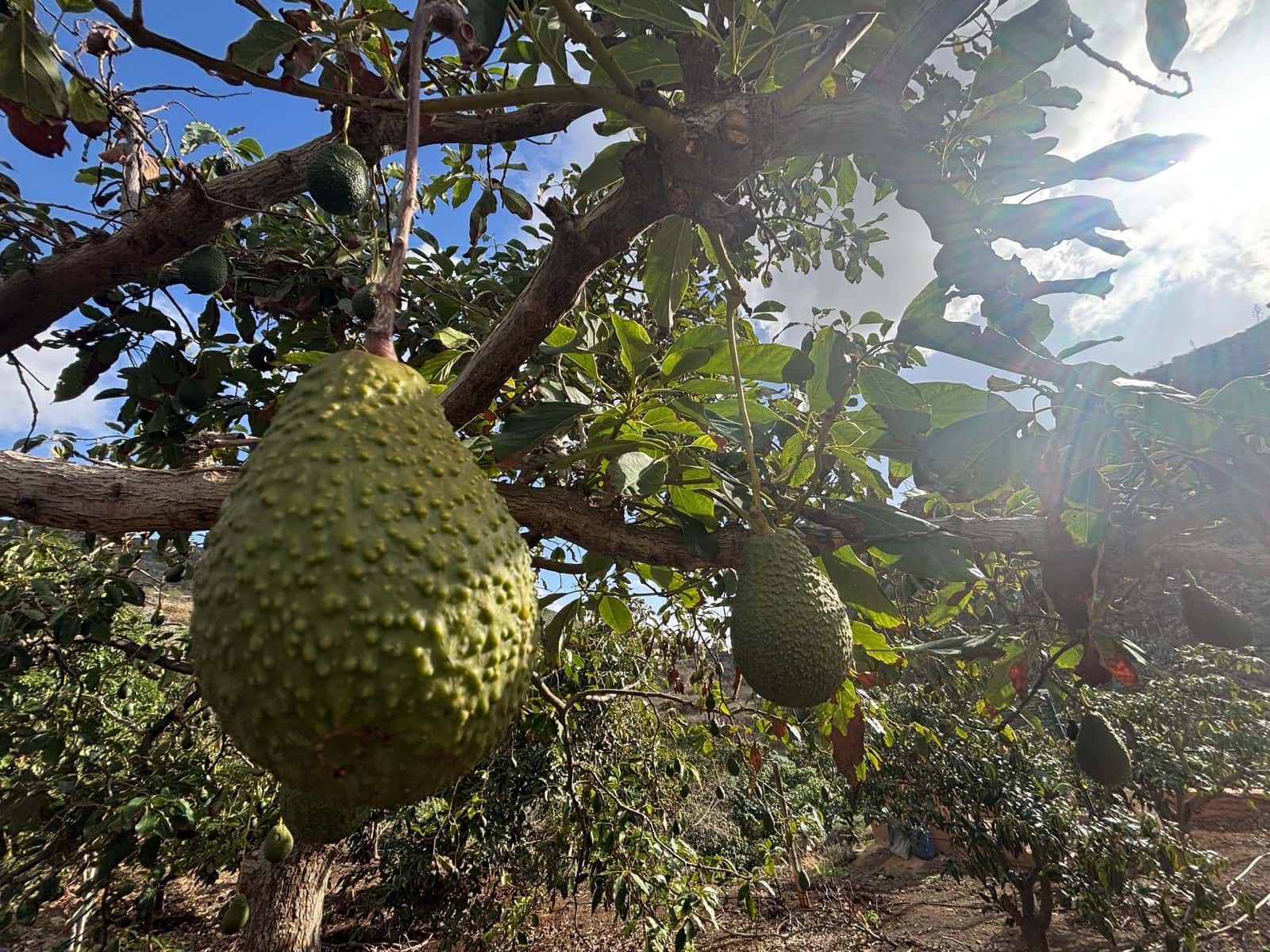 4 sovrum Finca/Hus på landet till salu i Telde med garage - 5 450 000 € (Ref: 9378696)