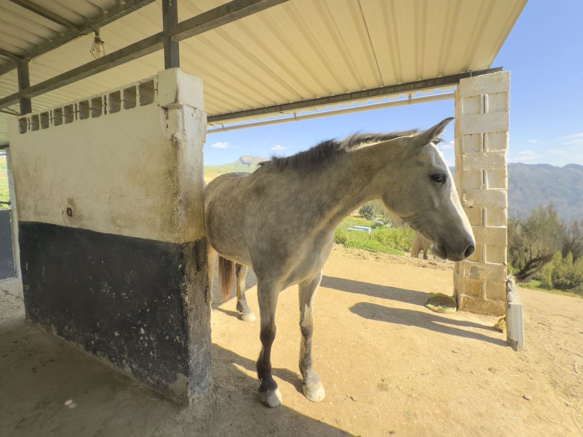 3 soverom Finca/Herregård til salgs i Pizarra med svømmebasseng garasje - € 390 000 (Ref: 8909762)