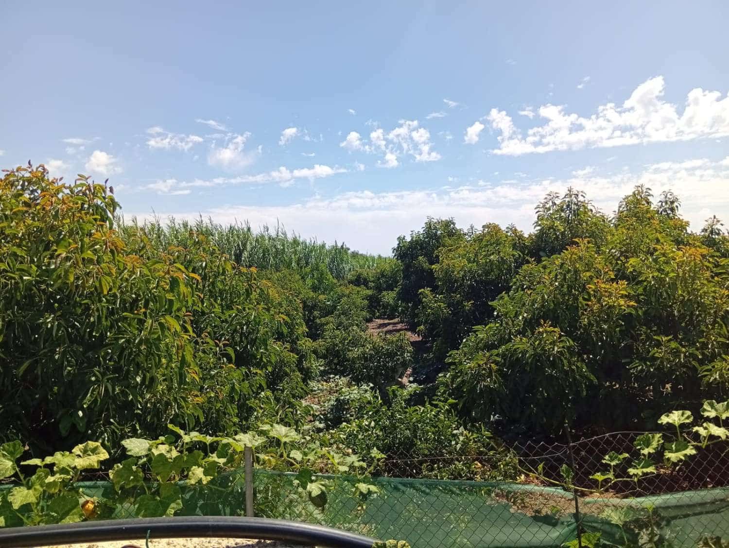 Terrain à Bâtir à vendre à Velez-Malaga - 165 000 € (Ref: 10036325)