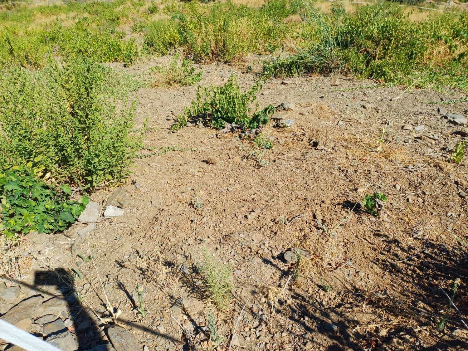 3 soveværelse Finca/Landehus til salg i Almachar - € 180.000 (Ref: 10042474)