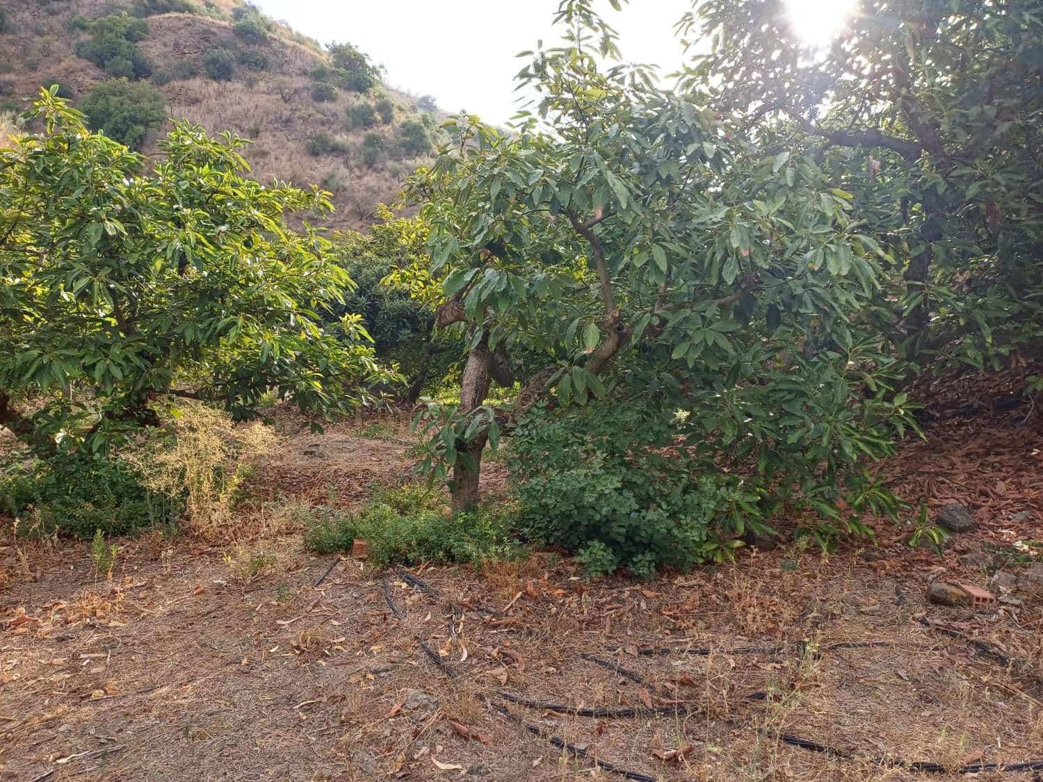 Bauplatz zu verkaufen in Comares - 160.000 € (Ref: 10061242)