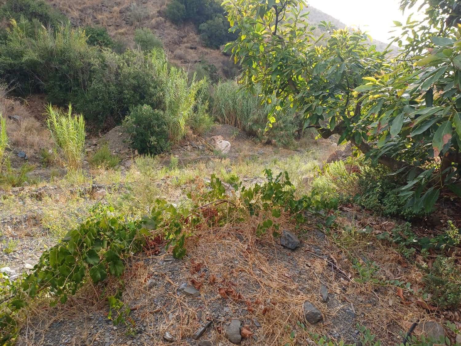 Bauplatz zu verkaufen in Comares - 160.000 € (Ref: 10061242)