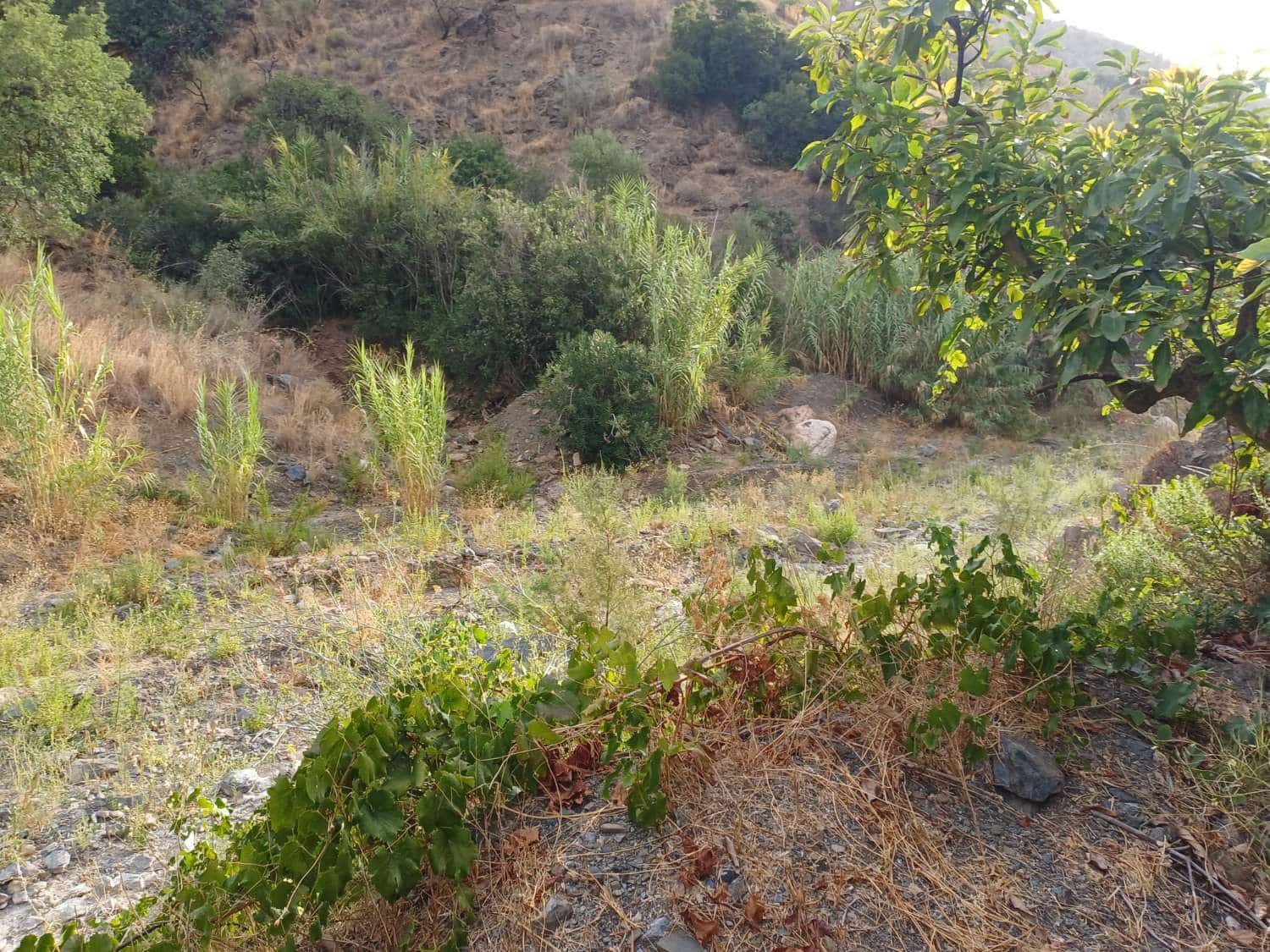 Bauplatz zu verkaufen in Comares - 160.000 € (Ref: 10061242)
