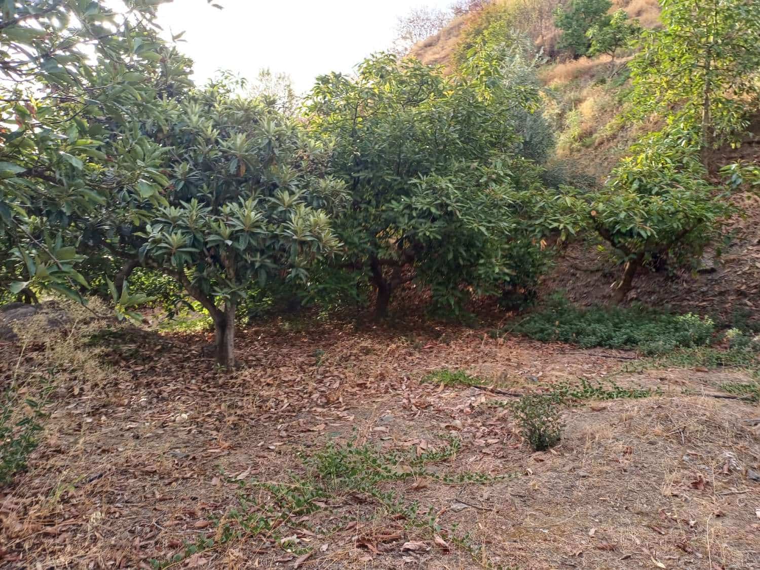 Bauplatz zu verkaufen in Comares - 160.000 € (Ref: 10061242)