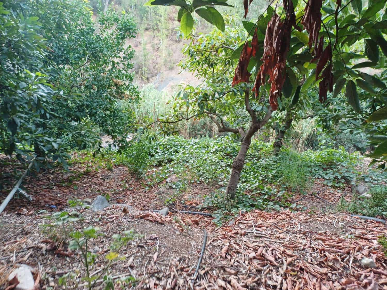Bauplatz zu verkaufen in Comares - 160.000 € (Ref: 10061242)