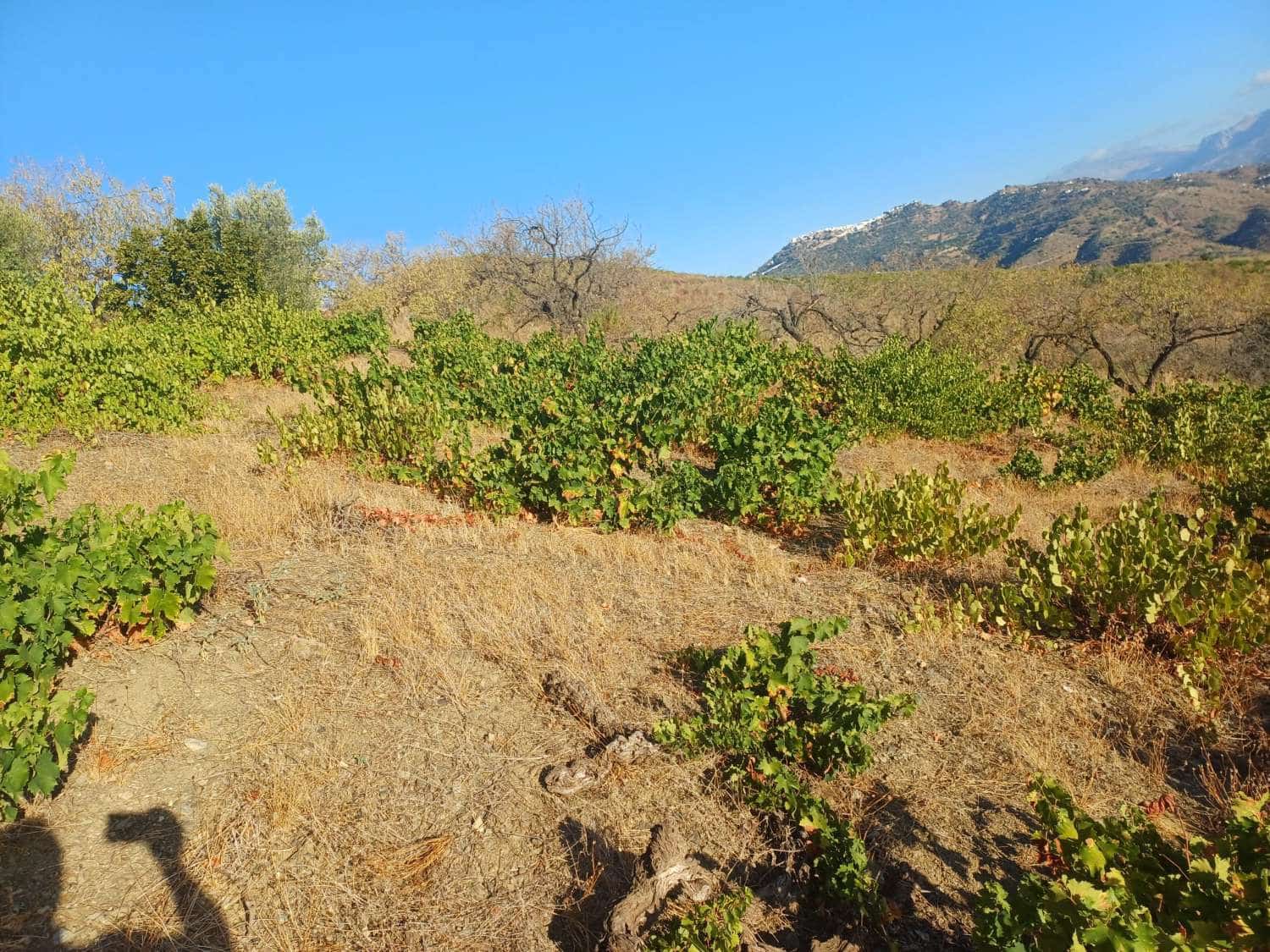 Area Edificabile in vendita in Cutar - 9.000 € (Rif: 10094162)