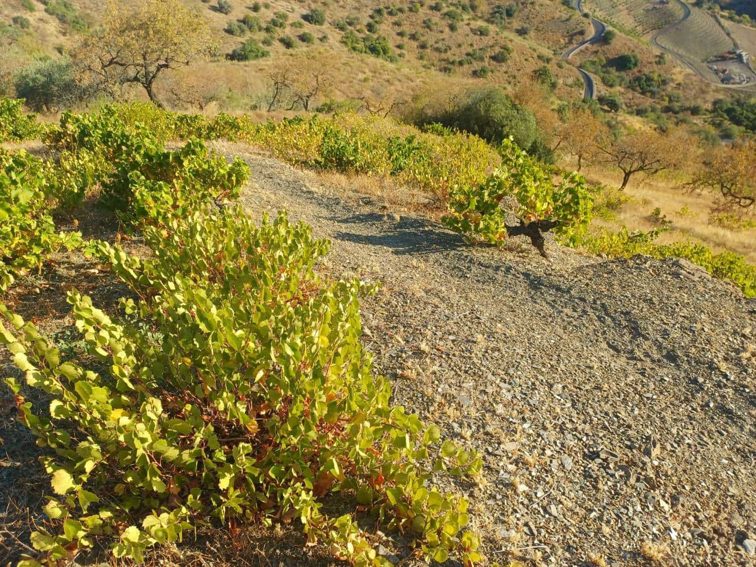 Area Edificabile in vendita in Cutar - 9.000 € (Rif: 10094162)