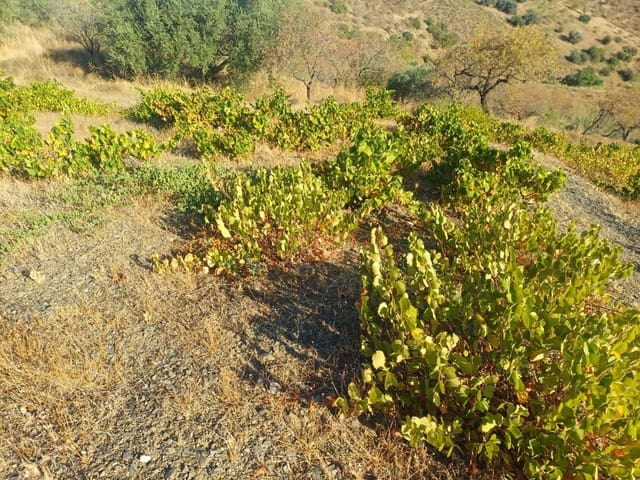 Area Edificabile in vendita in Cútar - 9.000 € (Rif: 10094162)