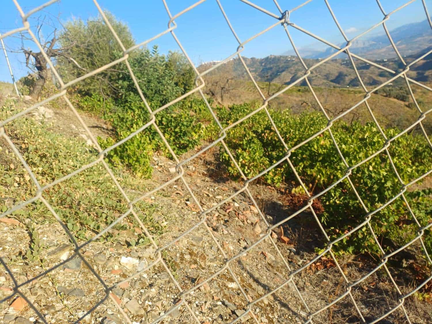 Area Edificabile in vendita in Cutar - 19.500 € (Rif: 10094163)