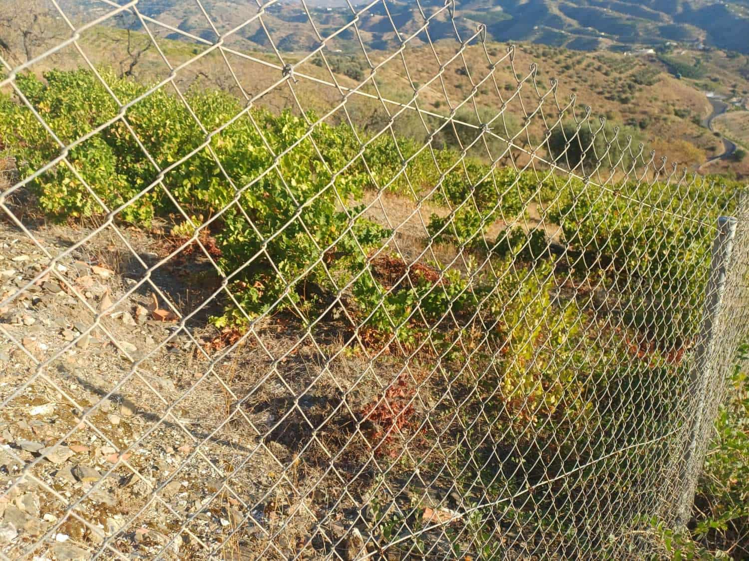 Area Edificabile in vendita in Cutar - 19.500 € (Rif: 10094163)