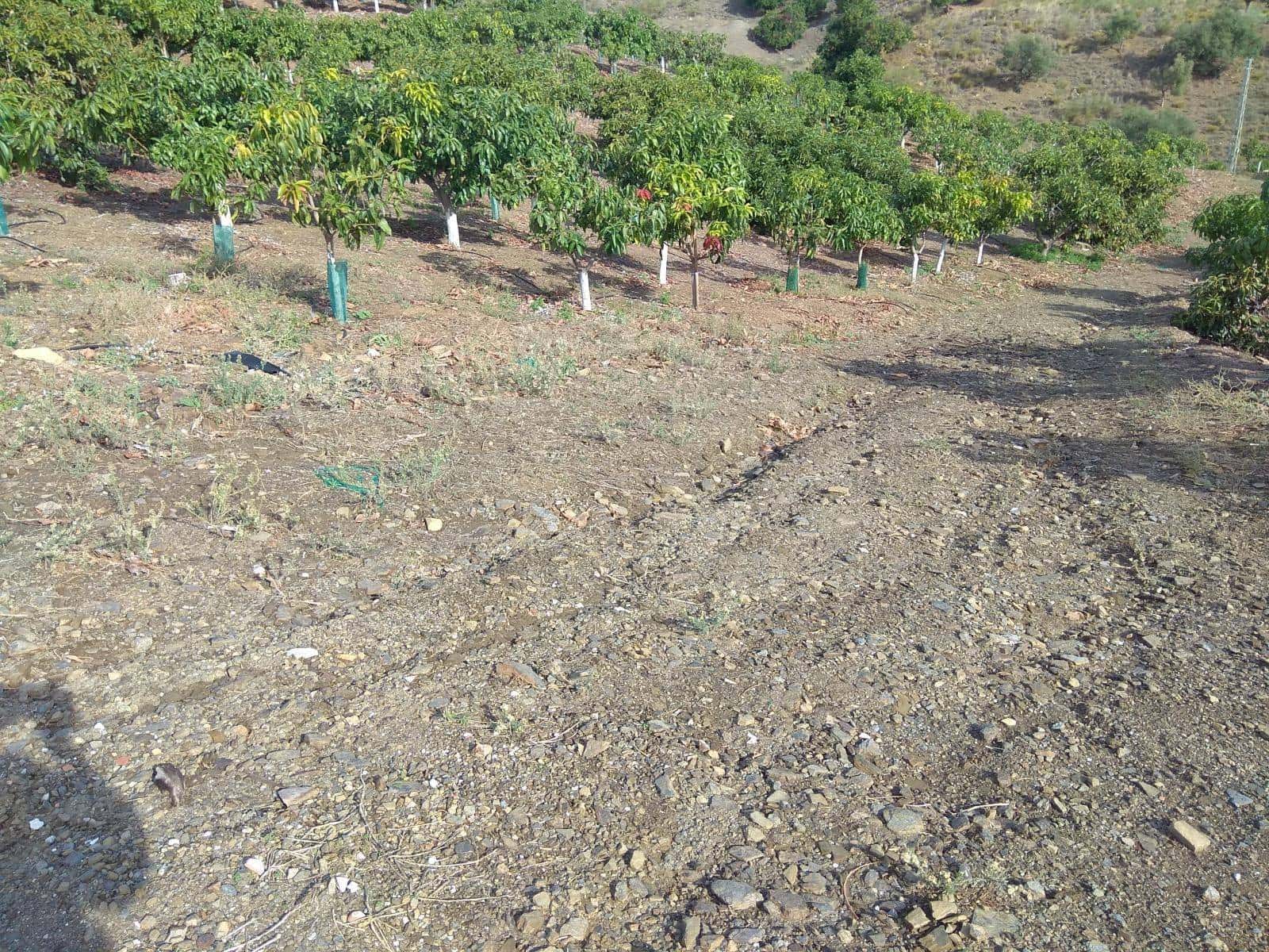 3 sypialnia Finka/Dom wiejski na sprzedaż w Velez-Malaga z basenem - 585 000 € (Ref: 5307886)