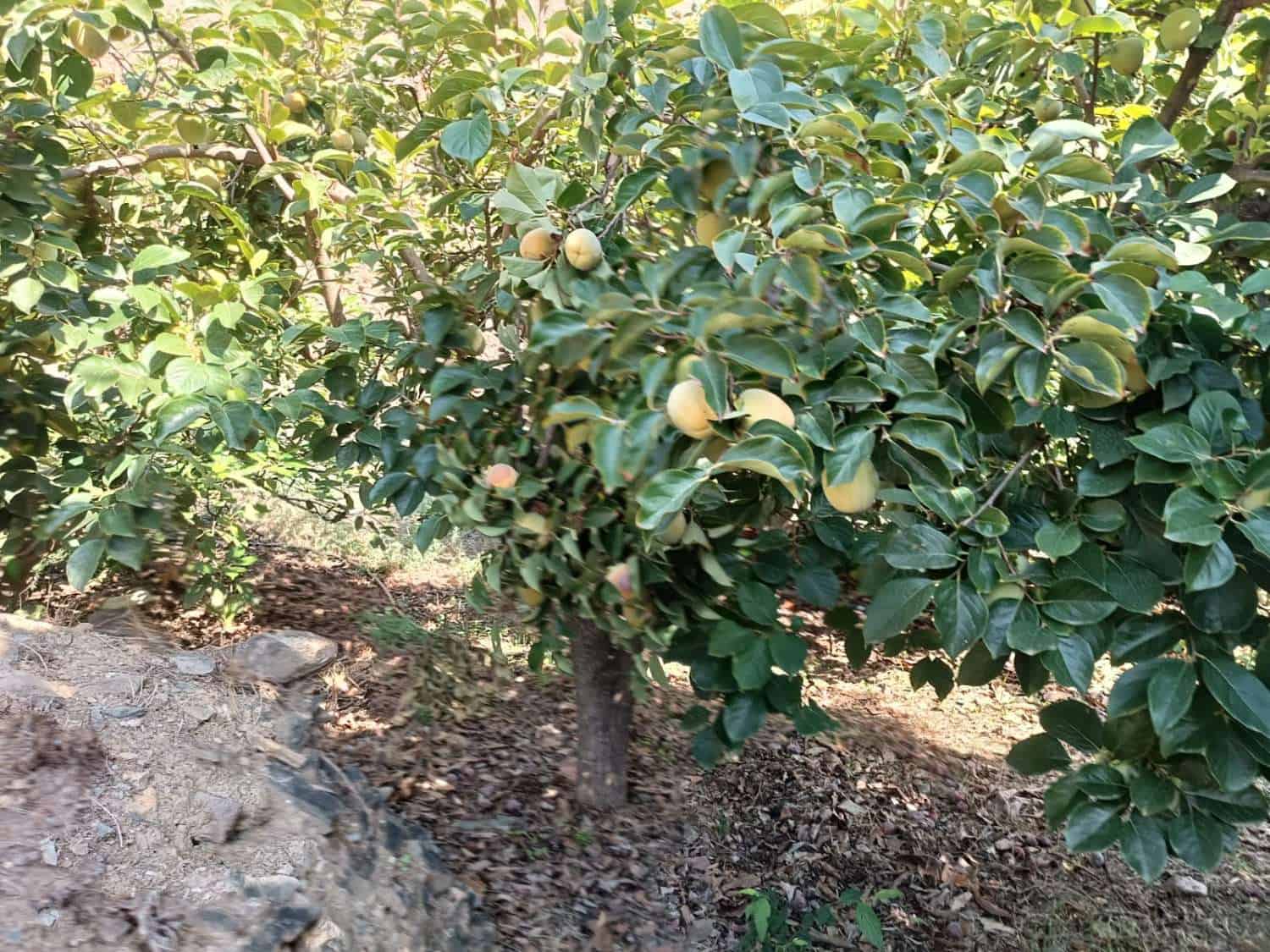 5 slaapkamer Huis te koop in Totalan - € 315.000 (Ref: 8698571)