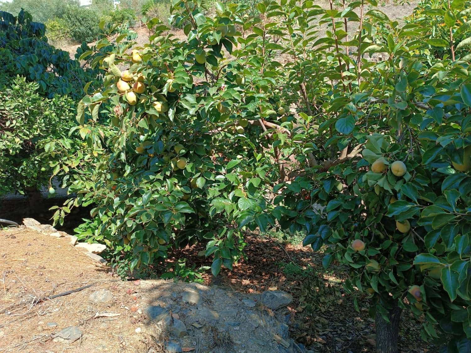 5 slaapkamer Huis te koop in Totalan - € 315.000 (Ref: 8698571)