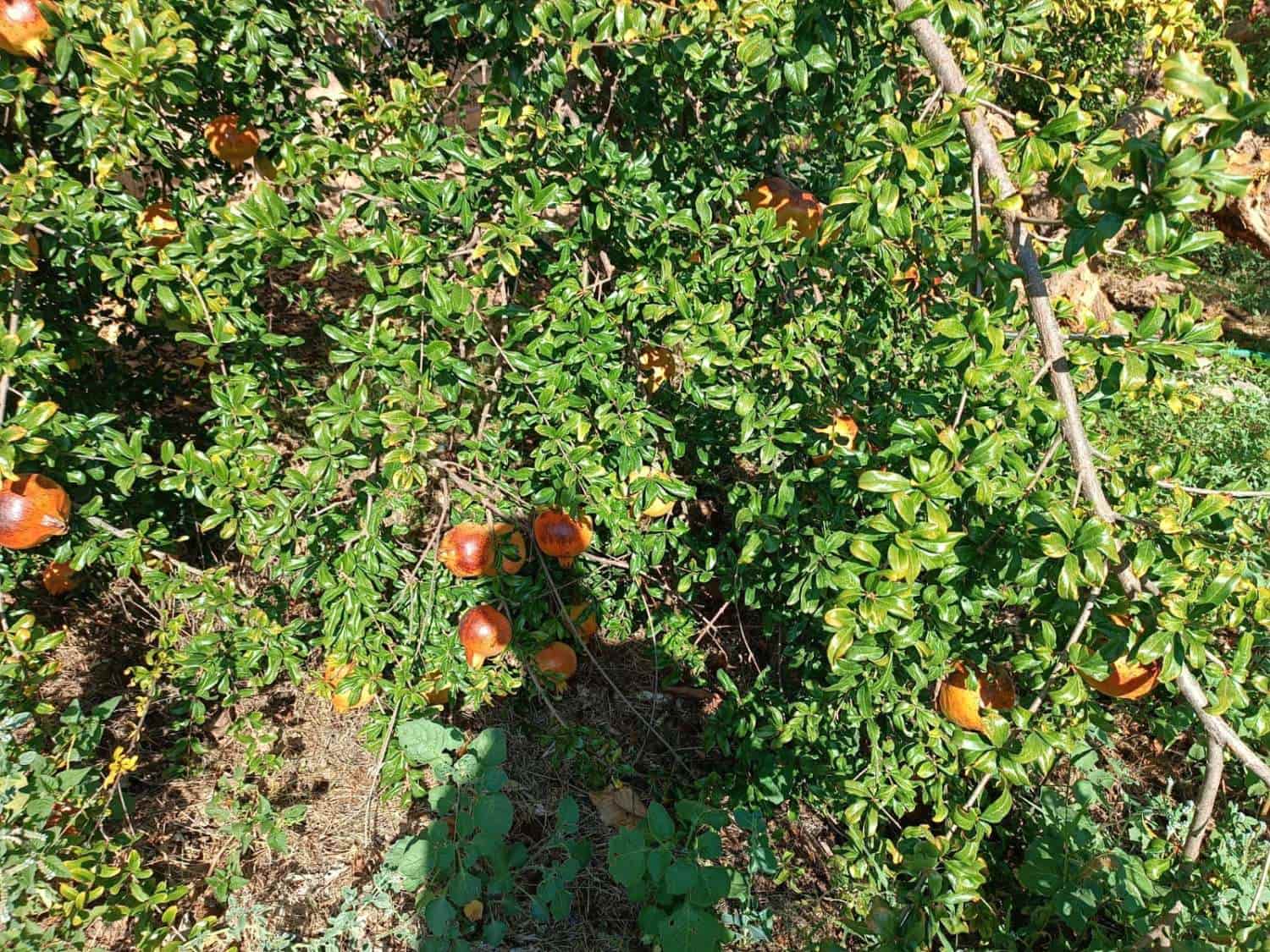 5 slaapkamer Huis te koop in Totalan - € 315.000 (Ref: 8698571)