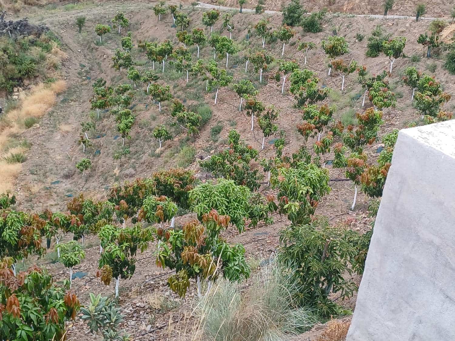 Finca/Herregård til salgs i Almachar - € 300 000 (Ref: 8698574)