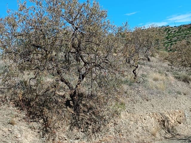 Byggetomt til salgs i Rincón de la Victoria - € 62 000 (Ref: 8698594)