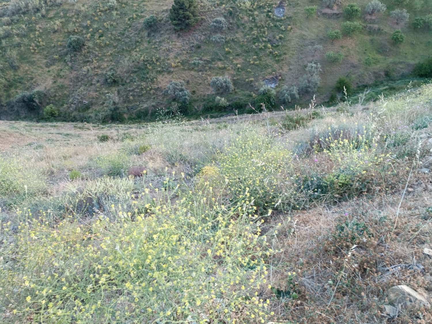 Tontti myytävänä paikassa Moclinejo - 120 000 € (Ref: 8698631)