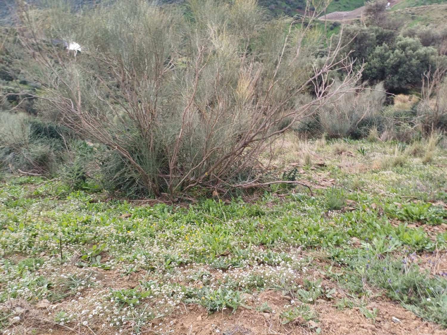 Tontti myytävänä paikassa Macharaviaya - 70 000 € (Ref: 8709681)