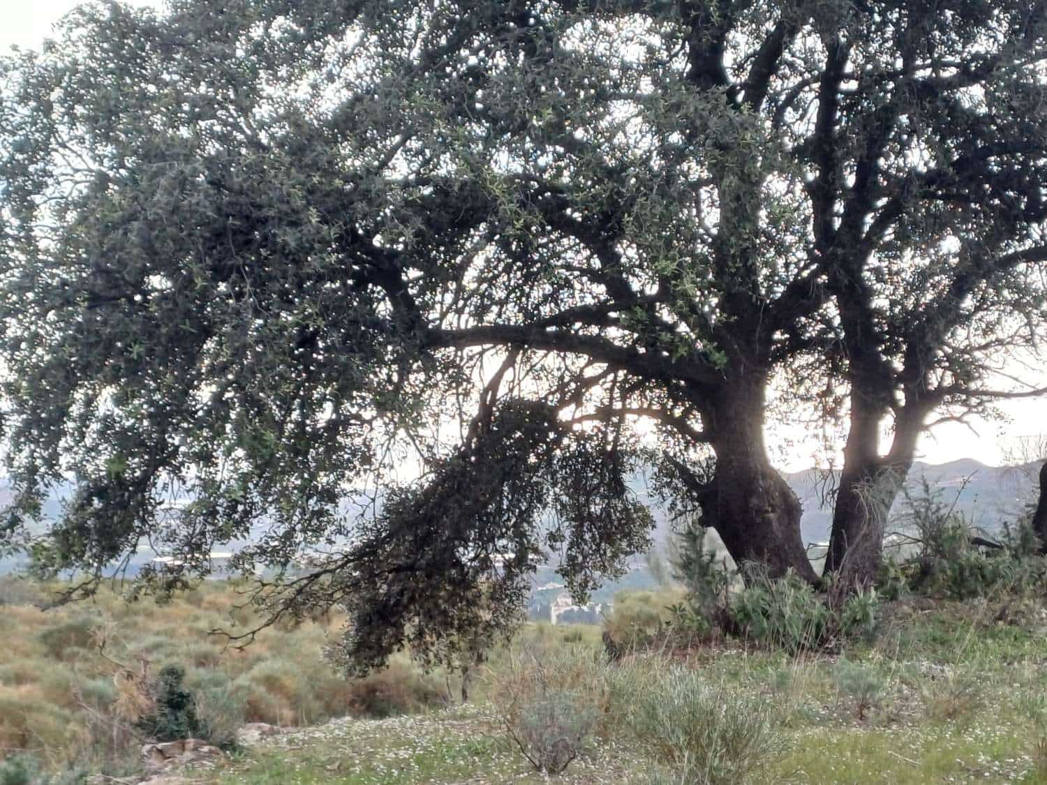 Tontti myytävänä paikassa Macharaviaya - 70 000 € (Ref: 8709681)