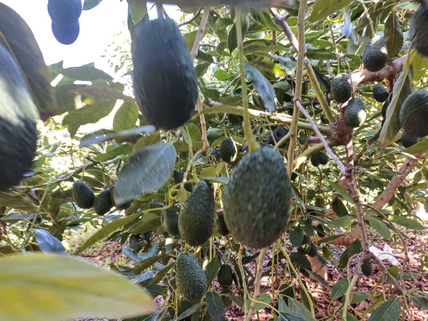 Byggetomt til salgs i Torrox - € 59 000 (Ref: 8709682)