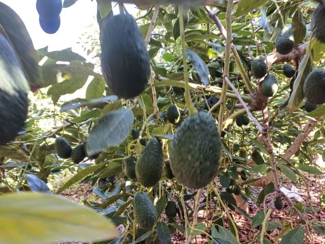 Byggetomt til salgs i Torrox - € 59 000 (Ref: 8709682)