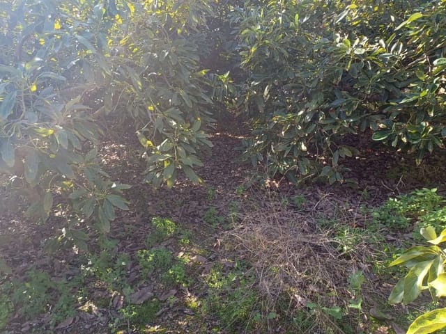 Byggetomt til salgs i Torrox - € 59 000 (Ref: 8709682)