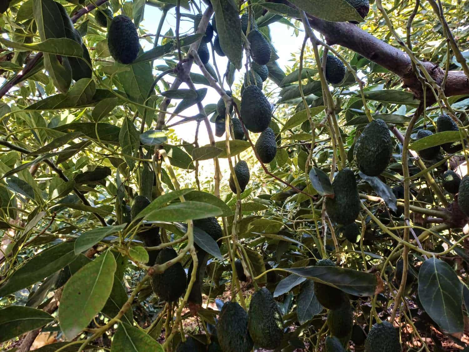 Byggetomt til salgs i Torrox - € 59 000 (Ref: 8709682)