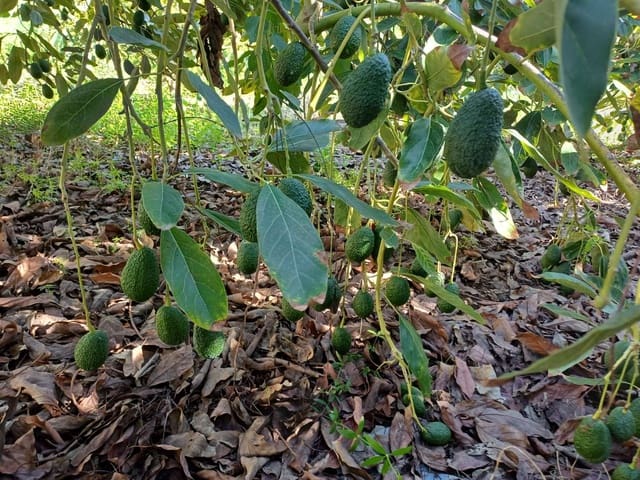 Byggetomt til salgs i Torrox - € 59 000 (Ref: 8709682)