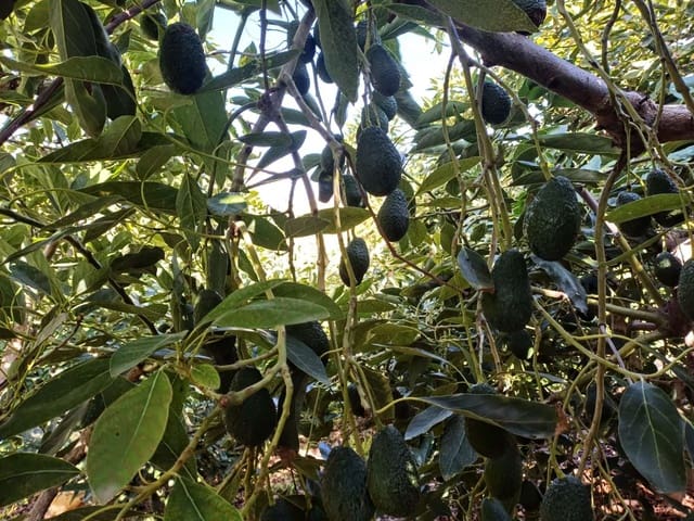 Byggetomt til salgs i Torrox - € 59 000 (Ref: 8709682)