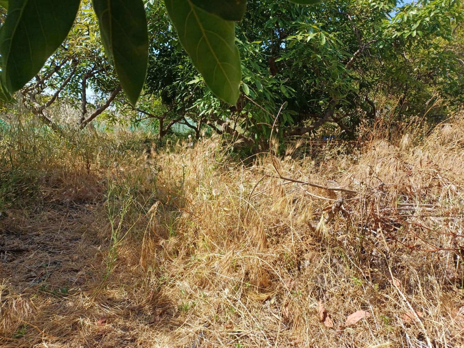 Byggetomt til salgs i Torrox - € 59 000 (Ref: 8709682)