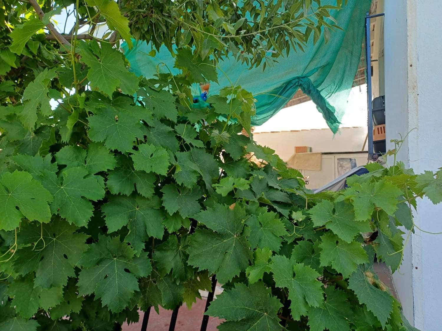 3 slaapkamer Finca/Landhuis te koop in El Borge - € 250.000 (Ref: 9634661)